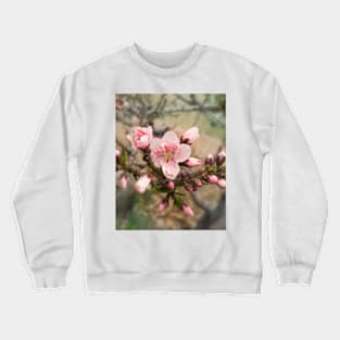 Spring Peach Tree Blossoms photograph Crewneck Sweatshirt